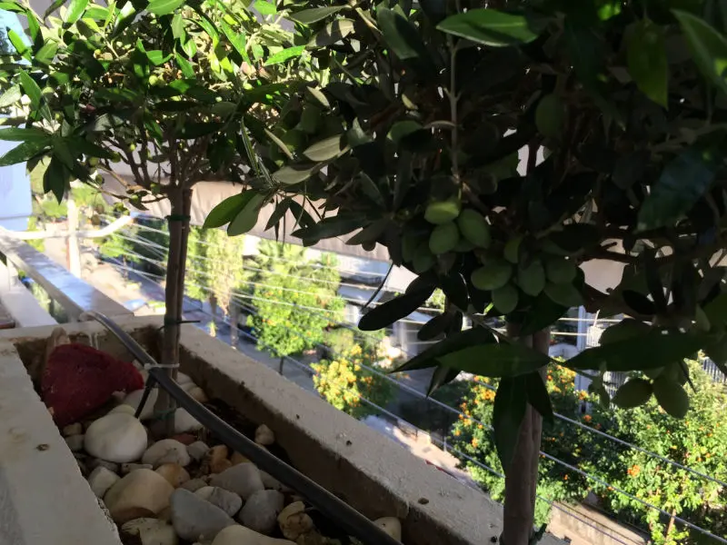 Nice 10 sqm. balcony with olive trees and street view